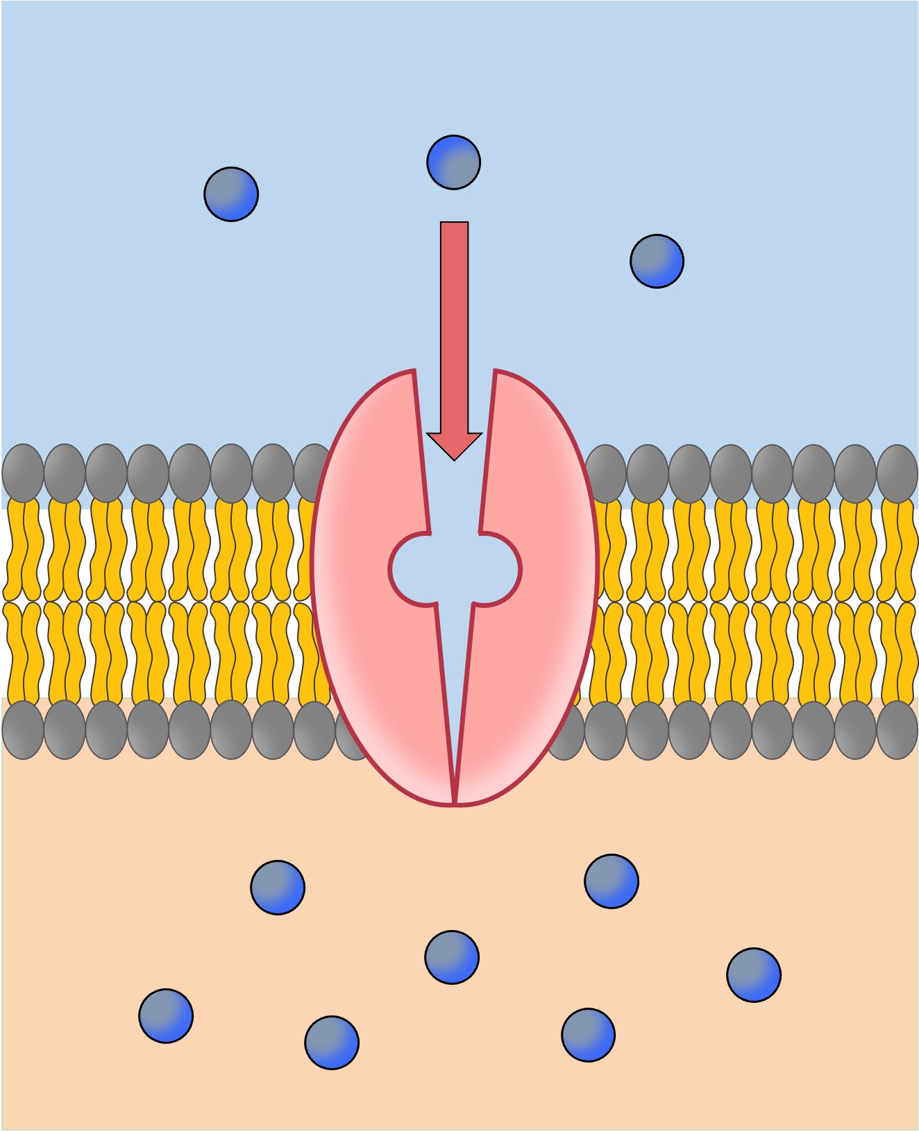 Active Transport